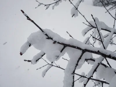 Snow-laden branch as dark element