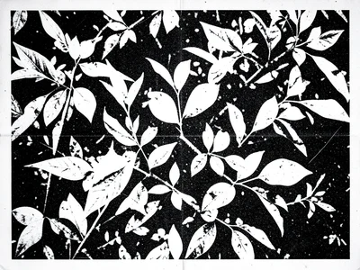 Photocopy of a photocopy of foliage, leaves reduced to pure high-contrast shapes