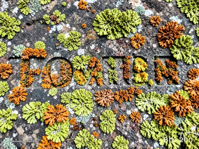 Tombstone inscription nearly consumed by lichen growth, carved letters filled wi