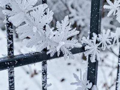 Frost on metal fence different growth
