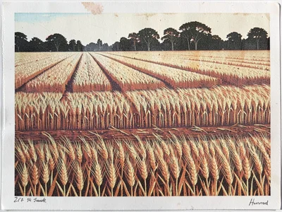 Harvested wheat field — stubble rows in first color, horizon trees in final cut