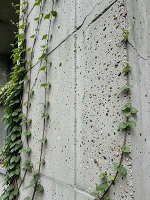 Spring vine climbing concrete apartment building facade, green against grey