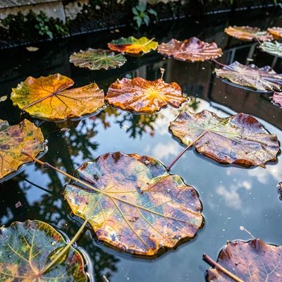 Through the lens of Venetian glass-making, molten luminosity, Autumn leaves floa