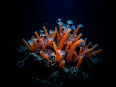 Colony of tube worms at a hydrothermal vent, orange and white plumes, mineral-ri
