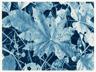 Leaf collection cyanotype