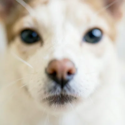 Pet nose close-up, eyes going soft