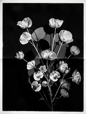 A photogram of a collection of dried flowers — petals as delicate overlapping si