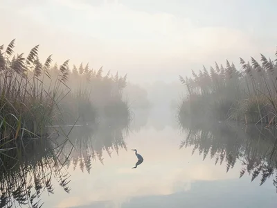 Whispering reed bed at dawn with mirrored water, a single heron implied as a sli