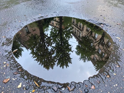 Tree canopy reflected in forest floor puddle, entire overhead world captured in 
