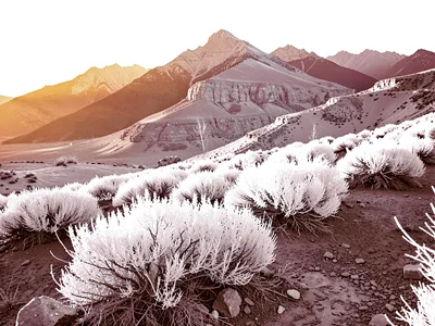 Mountain landscape with white vegetation