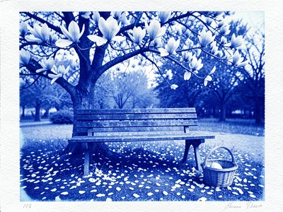 A park bench under a flowering magnolia tree, fallen petals scattered on the gro