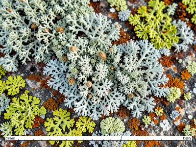 Reindeer lichen (Cladonia rangiferina) dense ground cover, pale grey-green branc