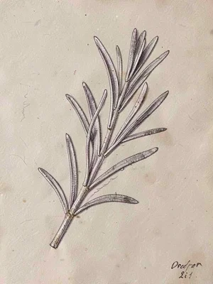 Rosemary sprig with needle leaves