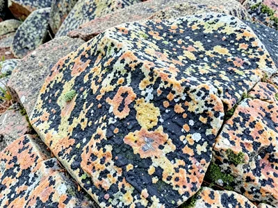 Coastal granite showing salt weathering