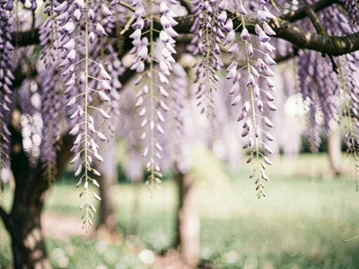 Wisteria cascade soft hanging
