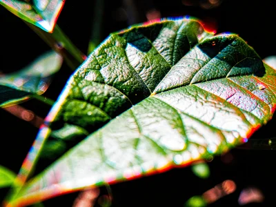 High contrast leaf with color fringing