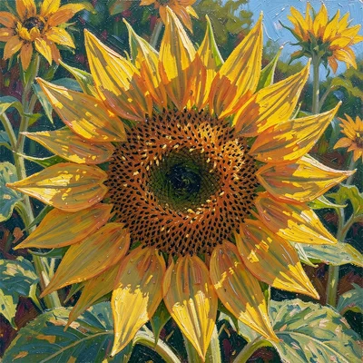 Close-up of a sunflower head, petals lit from behind, center a swirl of warm bro