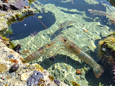Shrimp visible in clear pool water