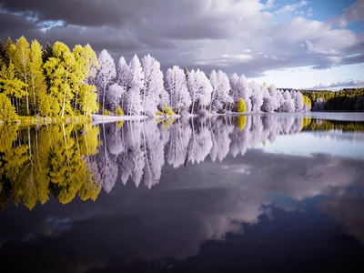 Lake reflection with white tree line