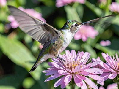 Hummingbird frozen at flower, wings completely stopped showing impossible blur p