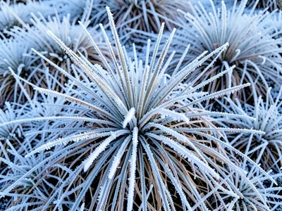 Complete frost coverage on sedge clump
