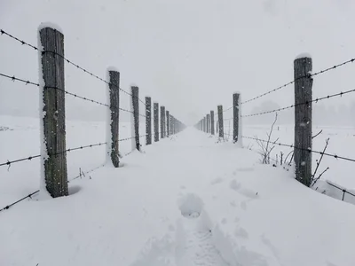 Fence posts measuring snow depth in row