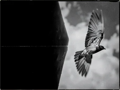 Bird at right margin in mid-flight leaving the frame