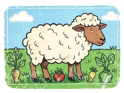 Woolly sheep in field