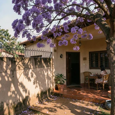Jacaranda season purple light in suburban Harare, Zimbabwe, Eastlea house with s