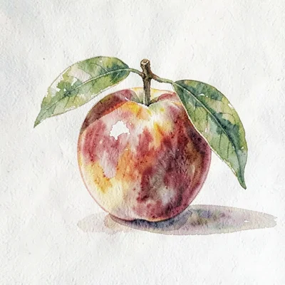 Watercolor 4:5 of a single peach with leaf and stem