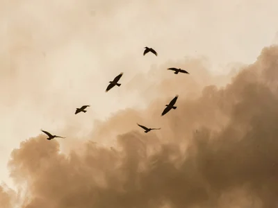 Birds flying as silhouettes through layered dust atmosphere