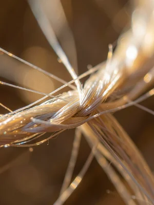A silk thread under magnification: the smooth, lustrous fibers reflecting light,