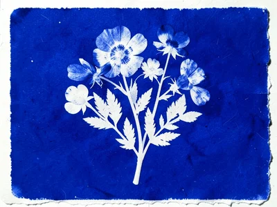 Cyanotype of a pressed flower arrangement, petals in varying transparency creati