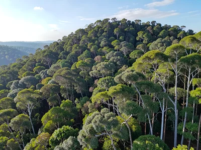 Forest canopy from ridge