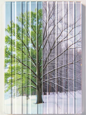 Summer and winter tree, lenticular transition caught between full green canopy a