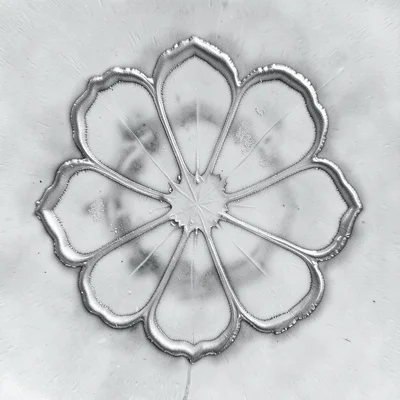 A floral resist chemigram — flower-shape stencil in silver tones, organic chemic