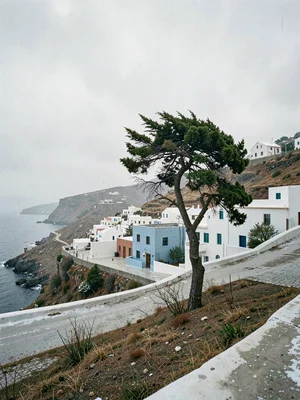 Wind-Bent Cypress on Bare Hillside