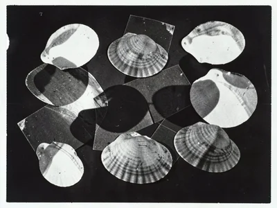 A collection of shells — each shell as a distinct shadow silhouette, overlapping