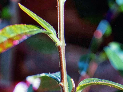 Plant stem with chromatic edge