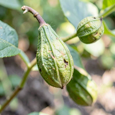 Seed pod study
