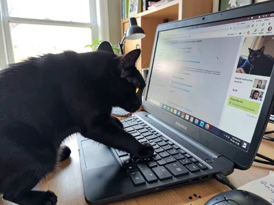 Black Cat Video Call Photobomb