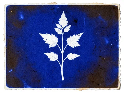 Cyanotype toned with tea, Prussian blue shifted to warm brown-black through tann