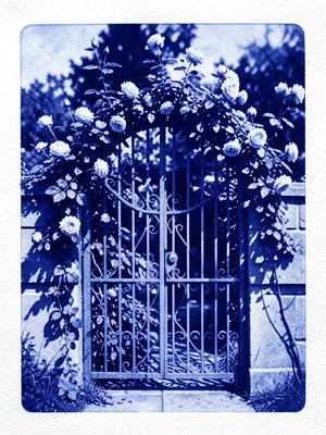 A wrought-iron garden gate with climbing roses just beginning to bloom, the whol