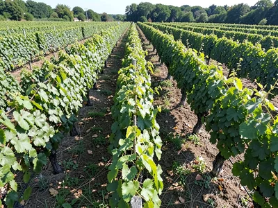Vineyard rows pattern
