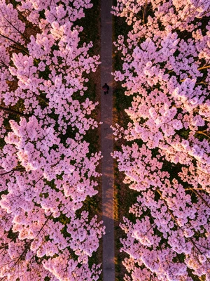 Cherry blossom canopy from above, a single path cutting through the pink, a lone