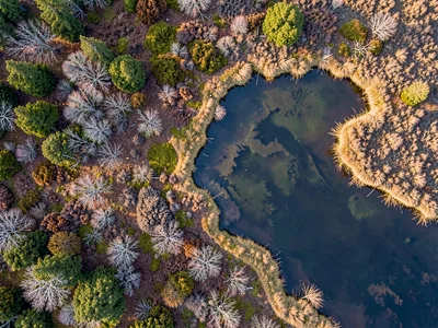 Bog edge meeting lake creating transition zone texture
