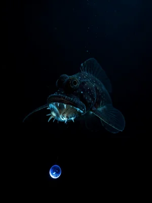 Anglerfish in the abyss, bioluminescent lure glowing, teeth visible, inky black 