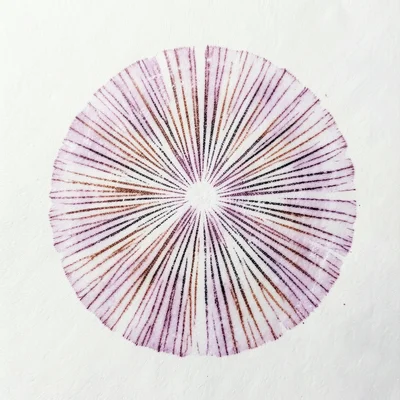 Oyster mushroom (Pleurotus) spore print, white-lilac eccentric deposit from offs