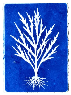 Seaweed specimen cyanotype, flowing organic fronds in white against blue, kelp h