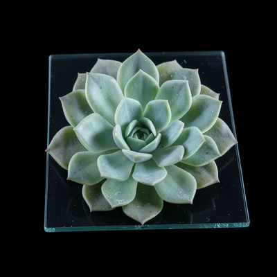 A succulent plant rosette pressed firmly against the glass, fleshy leaves slight